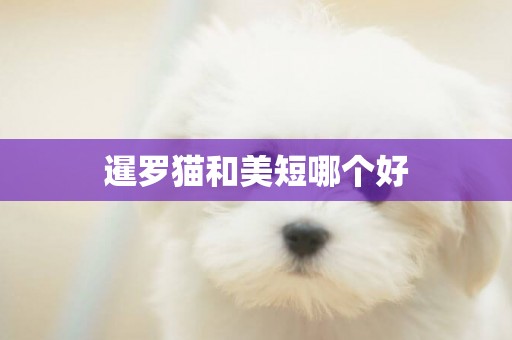 暹羅貓和美短哪個好