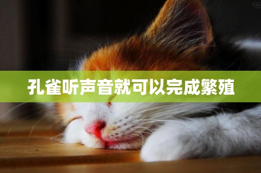 孔雀聽聲音就可以完成繁殖