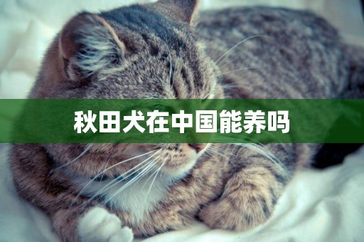 秋田犬在中國能養嗎