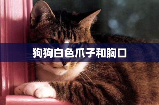 狗狗白色爪子和胸口