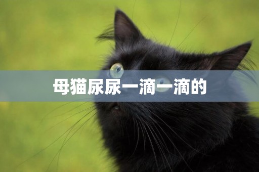 母貓尿尿一滴一滴的