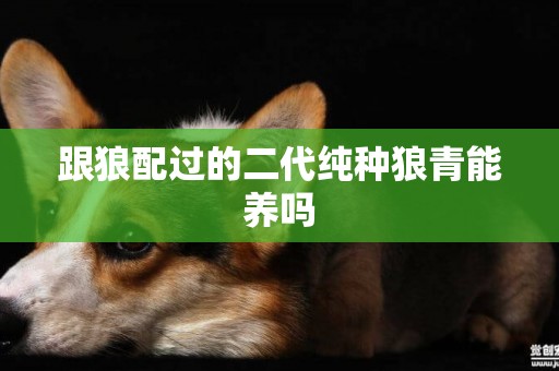 跟狼配過的二代純種狼青能養嗎