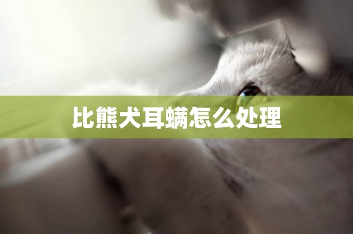 比熊犬耳螨怎么處理
