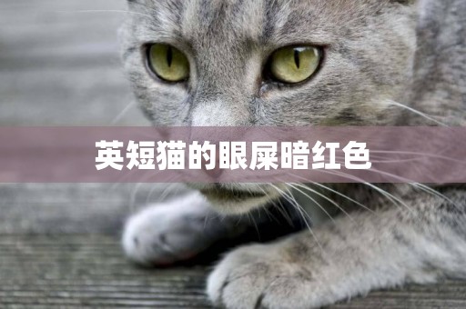 英短貓的眼屎暗紅色
