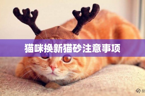 貓咪換新貓砂注意事項