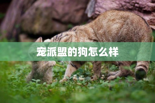 寵派盟的狗怎么樣