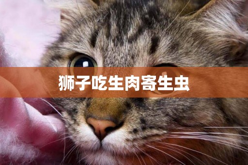 獅子吃生肉寄生蟲