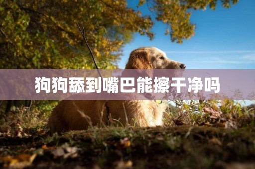 狗狗舔到嘴巴能擦干凈嗎