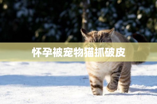 懷孕被寵物貓抓破皮