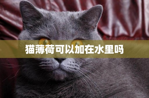 貓薄荷可以加在水里嗎