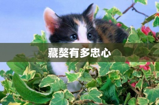 藏獒有多忠心 藏獒有多忠心