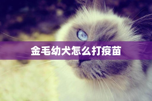 金毛幼犬怎么打疫苗