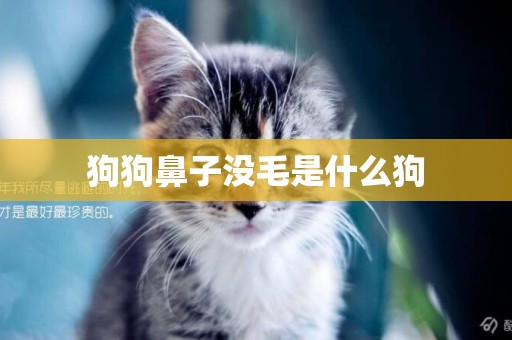 狗狗鼻子沒毛是什么狗