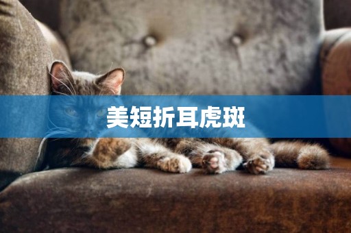 美短折耳虎斑