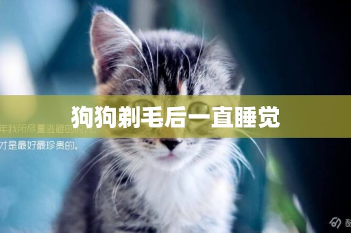 狗狗剃毛后一直睡覺