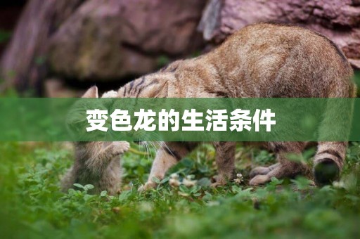 變色龍的生活條件