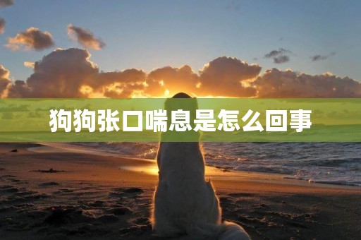 狗狗張口喘息是怎么回事