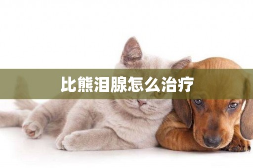 比熊淚腺怎么治療