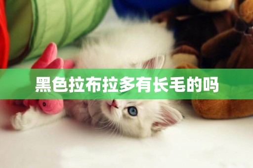 黑色拉布拉多有長毛的嗎