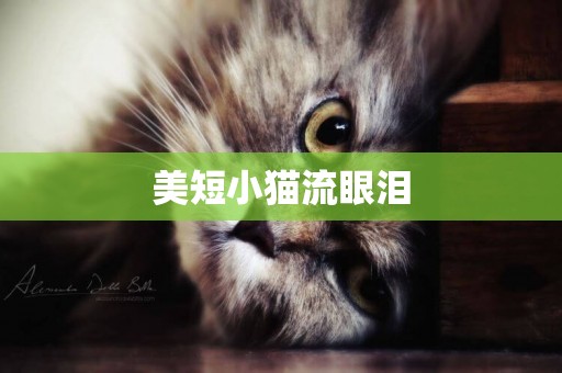美短小貓流眼淚