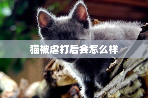 貓被虐打后會怎么樣