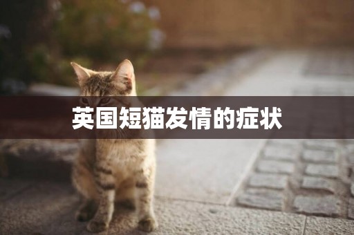 英國短貓發情的癥狀