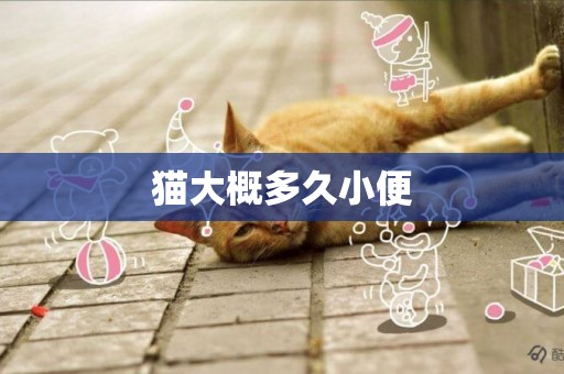 貓大概多久小便