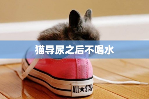 貓導尿之后不喝水