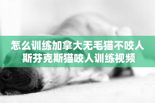 怎么訓練加拿大無毛貓不咬人 斯芬克斯貓咬人訓練視頻