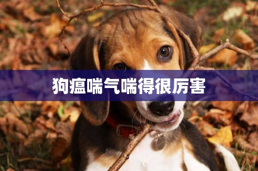 狗瘟喘氣喘得很厲害