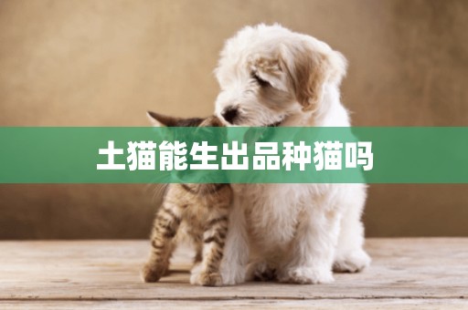 土貓能生出品種貓嗎