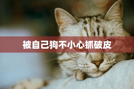 被自己狗不小心抓破皮