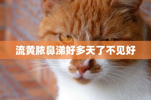 流黃膿鼻涕好多天了不見好