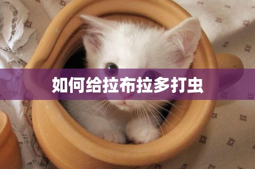 如何給拉布拉多打蟲