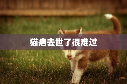 貓瘟去世了很難過