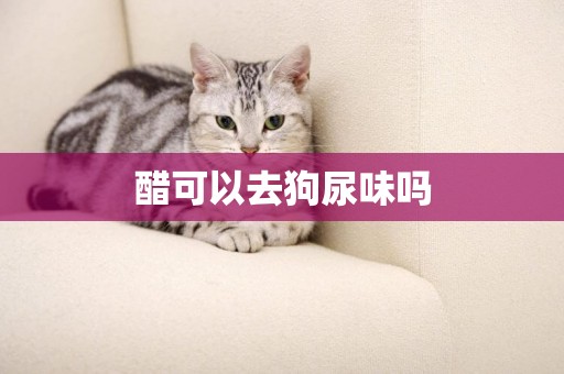 醋可以去狗尿味嗎