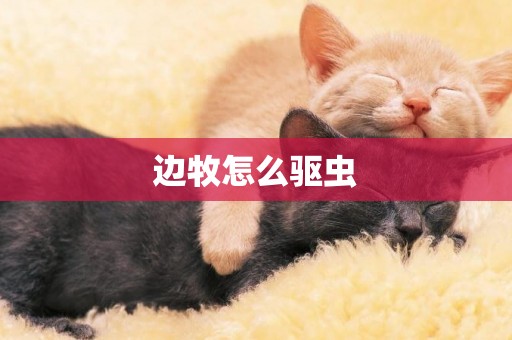 邊牧怎么驅蟲