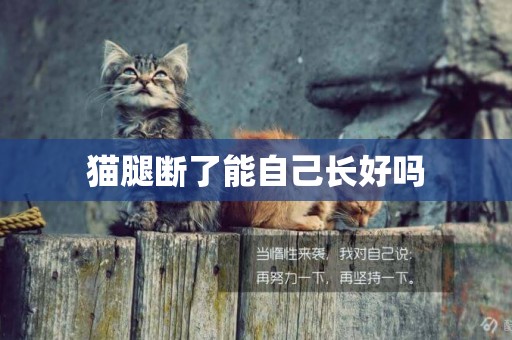 貓腿斷了能自己長好嗎