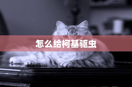 怎么給柯基驅蟲