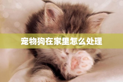 寵物狗在家里怎么處理