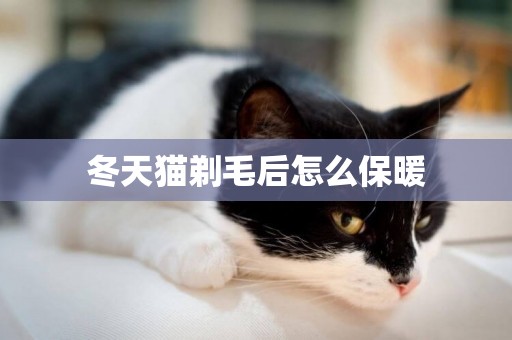 冬天貓剃毛后怎么保暖