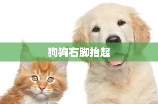 狗狗右腳抬起