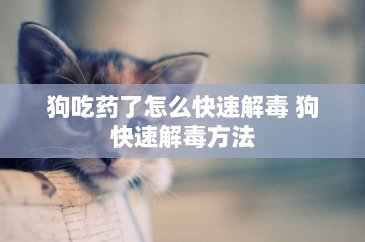 狗吃藥了怎么快速解毒 狗快速解毒方法