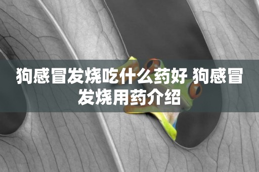 狗感冒發燒吃什么藥好 狗感冒發燒用藥介紹