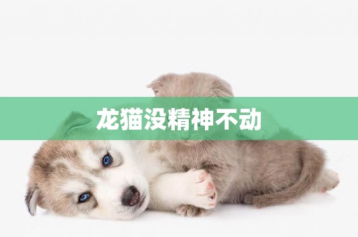 龍貓沒精神不動