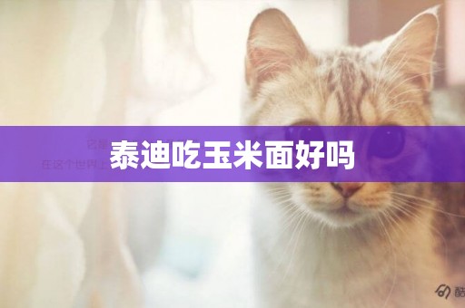 泰迪吃玉米面好嗎