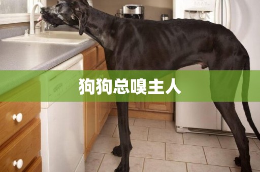 狗狗總嗅主人