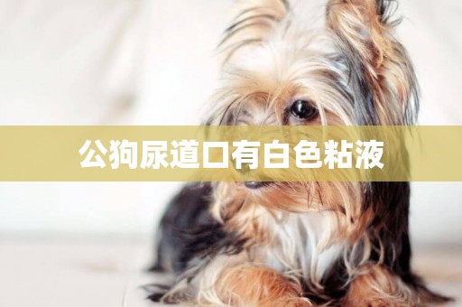 公狗尿道口有白色粘液