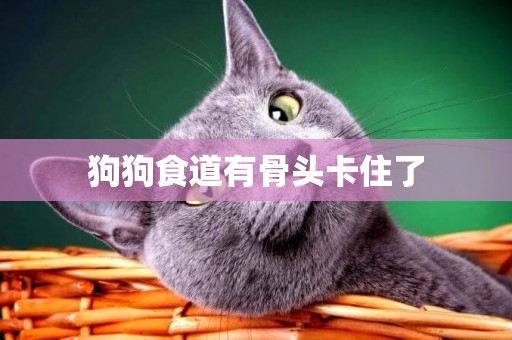 狗狗食道有骨頭卡住了