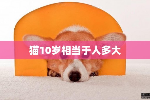 貓10歲相當于人多大
